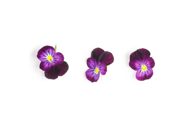 Pansies isolated on white background Viola pansy flower Purple spring flowers