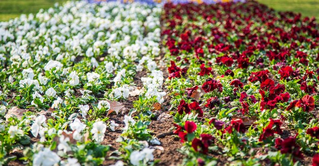 Pansies in a natural environment in the park Flower beds in a public park