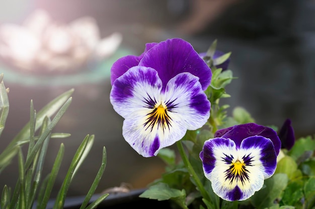 Pansy Flower CloseUp