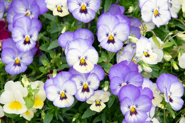 Pansy Flowers purple spring colors 