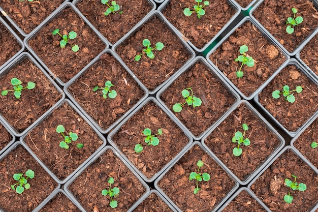 Pansy or viola seedlings growing in rectangular pots