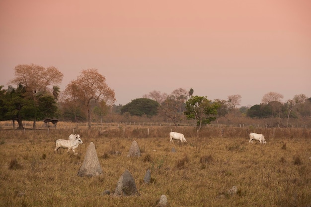 Pantanal countryside with cattle grazing Mato Grosso province Brazil