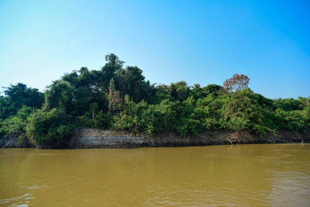 Pantanal forest ecosystem Mato Grosso Brazil