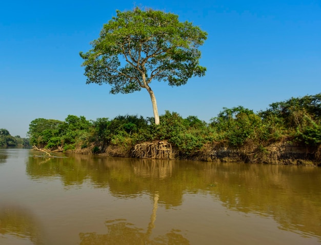 Pantanal river and forest ecosystem Mato Grosso Brazil