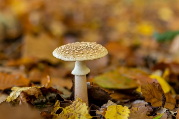 Panther amanita among the leaves in the forest in the fall amanita pantherina