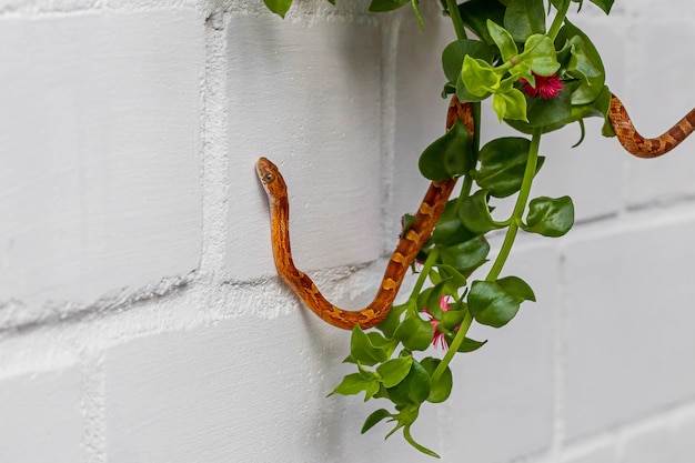 Pantherophis guttatus hanging on blooming plant on white brick wall background. Close up. Poster, wallpaper. Exotic pet