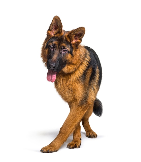 Panting german shepherd walking to the camera isolated