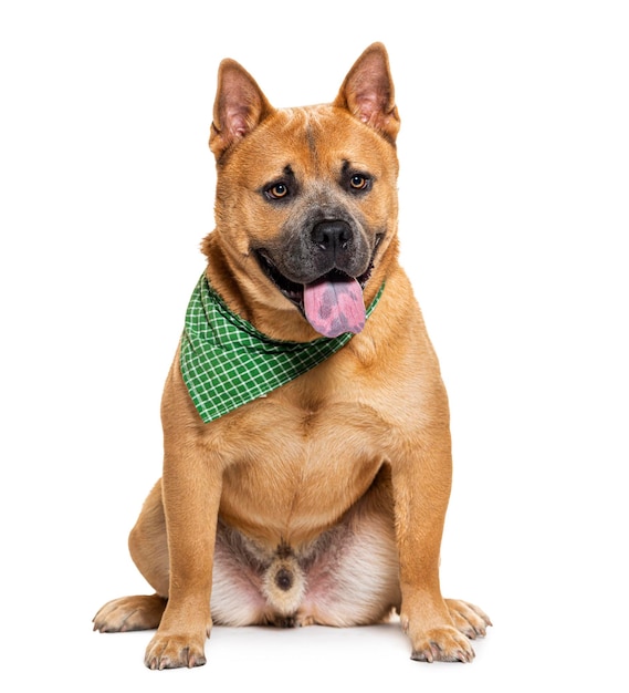 Panting Mixed breed dog between a chowchow and American Bully wearing a green scarf isolated on white