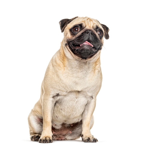 Photo panting and sitting pug isolated on white