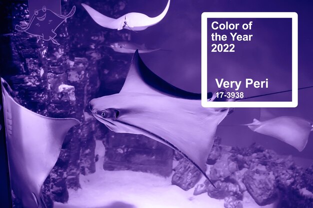 Pantone color of 2022 is Very Peri. Natural background. Stingray fish swims slowly in a glass aquarium.