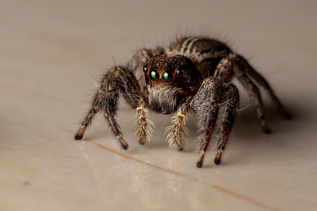 Pantropical Jumping Spider of the species Plexippus paykulli