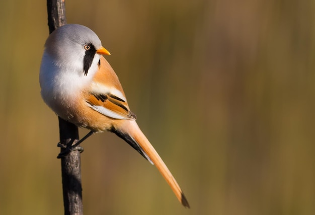 Panurus biarmicus Bearded reedling In the early morning the male sits on the stem of the plant