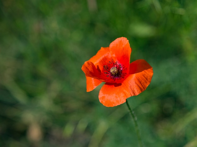 Papaver. Single red poppy flower