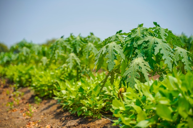 Papaya field on a sunny day