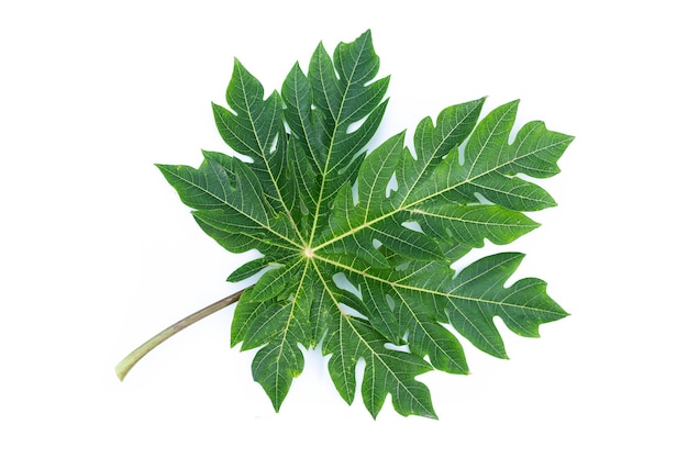 Papaya fruit leaf on white background.