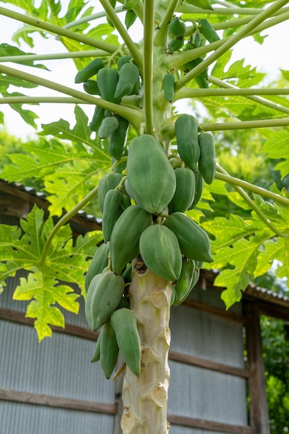 Papaya fruit on papaya tree in backyard Green papaya on tree