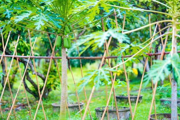 Photo papaya fruit on stem tree in garden