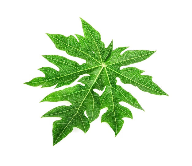 Papaya leaf isolated on white background