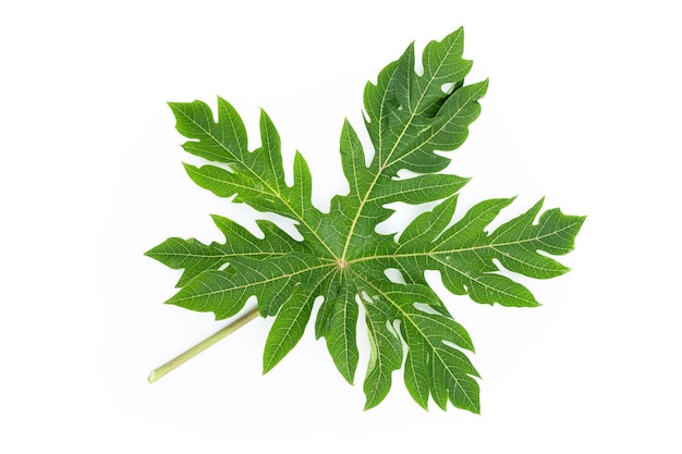 Papaya leaf on white background