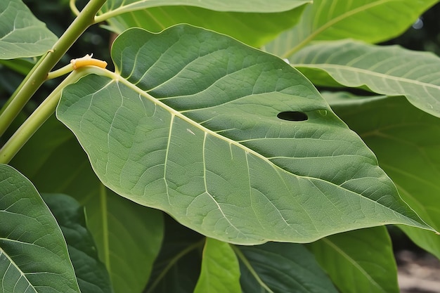 Photo papaya leaf