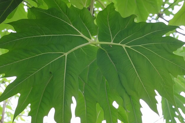 Photo papaya leaf