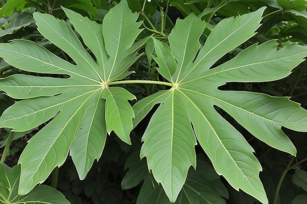 Photo papaya leaf