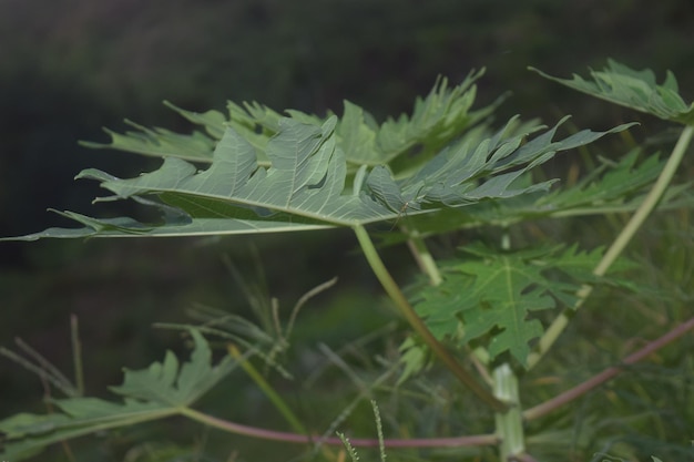 Papaya leaves