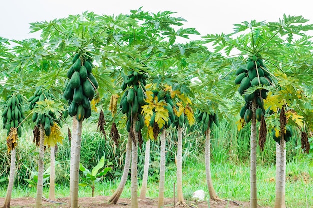 Photo papaya tree in the farm