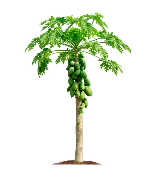 Papaya tree isolated on white background with clipping paths for garden design