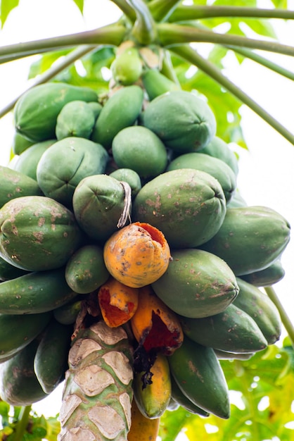 Papaya tree Papaya tree laden with fruits and with some fruits eaten by birds natural light selective focus