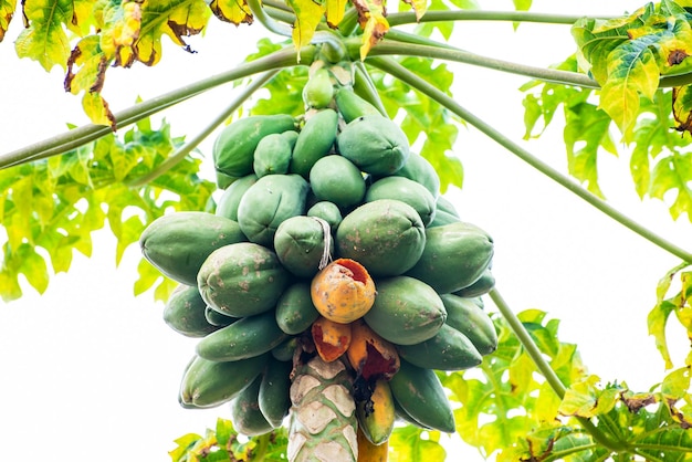 Papaya tree Papaya tree laden with fruits and with some fruits eaten by birds natural light selective focus