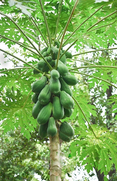 Papaya tree with  green papaya in tropical garden .