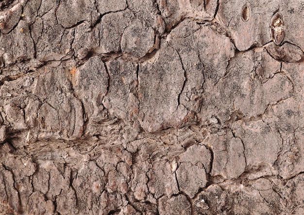 Paper Cloth Wood Texture