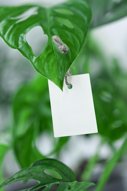 Paper empty label tag on green leaves of Monstera plant Eco friendly and Zero waaaste concept