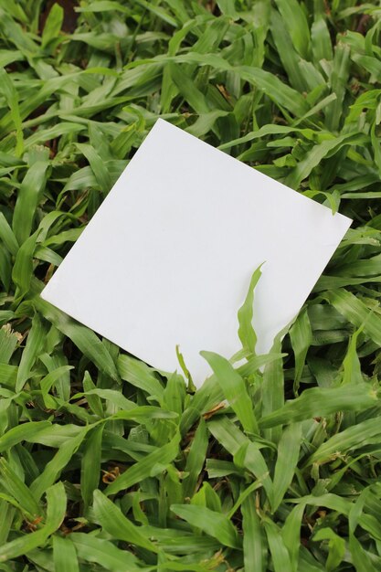 paper on grass