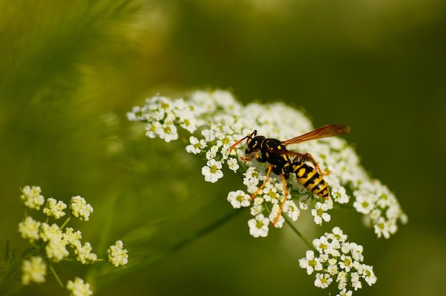 A paper wasp on blossom of poison hemlock