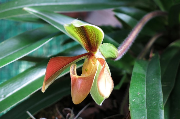 Paphiopedilum Lady's Slipper, Beautiful orchids in tropical forest of Thailand.