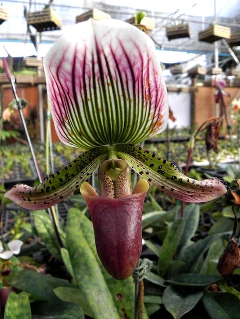 Paphiopedilum Lady slipper orchid in the garden