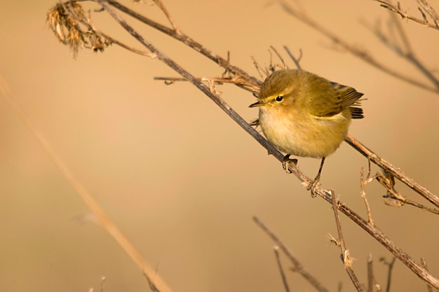 The papialbo mosquito is a species of passerine bird in the phylloscopidae family