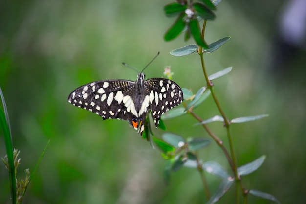 Papilio butterfly or Common Lime Butterfly or chequered swallowtail resting on the flower plants