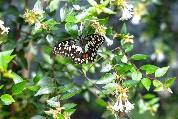 Papilio demoleus black and white butterfly on a flower