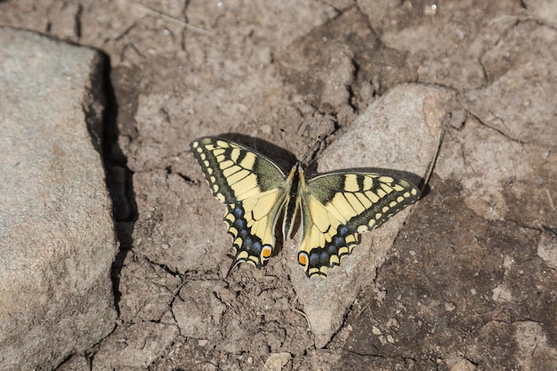 Papilio machaon gorganus the Old World swallowtail is a yellow butterfly of the family Papilionidae