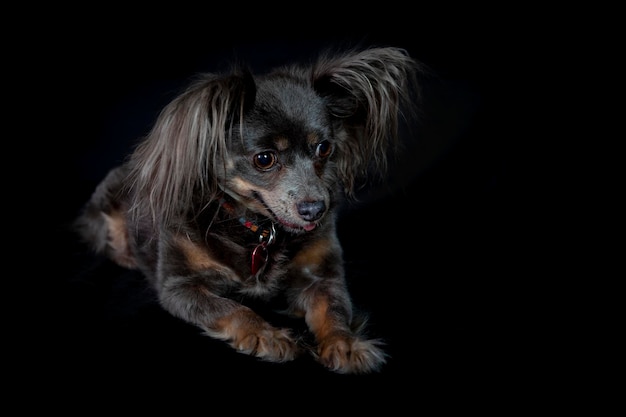 Papillon also known as the continental toy spaniel Isolated on a black background