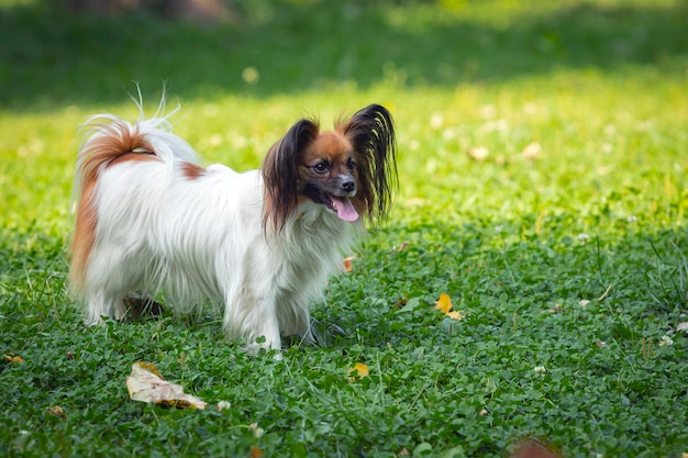 Papillon, also known as the continental toy spaniel, plays on the grass...