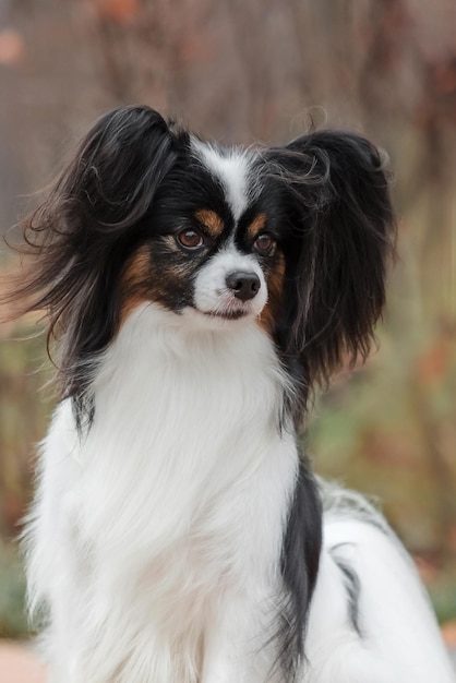 Papillon dog. Butterfly dog. Continental toy spaniel dog outdoors in fall. Autumn season.