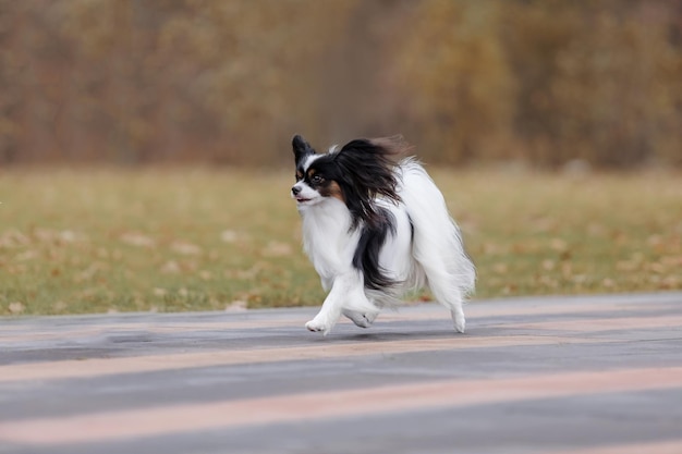 Papillon dog. Butterfly dog. Continental toy spaniel dog outdoors in fall. Autumn season.