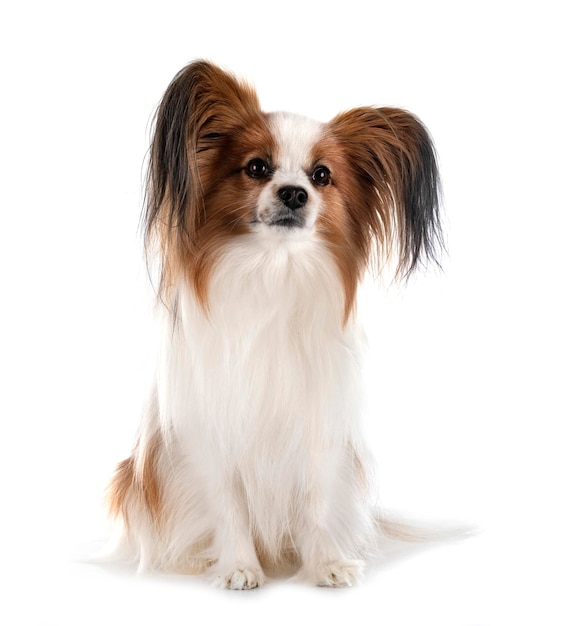 Papillon dog in studio