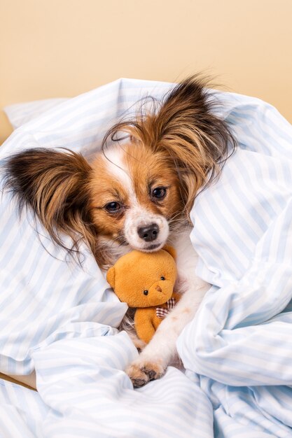 Papillon dog with a bear