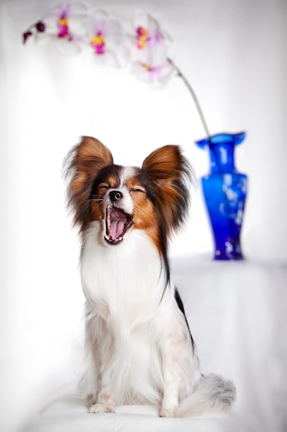 Papillon dog yawns on a flower background