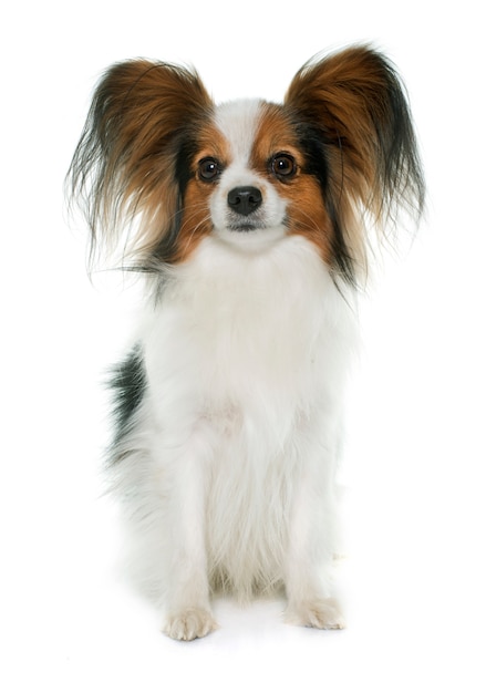 papillon dog 